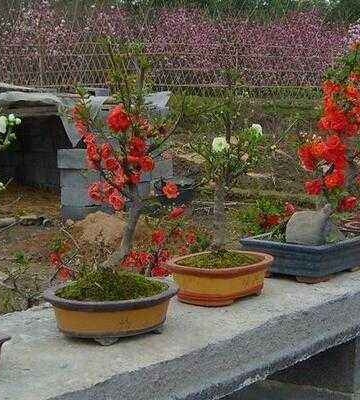 盆栽花养殖方法