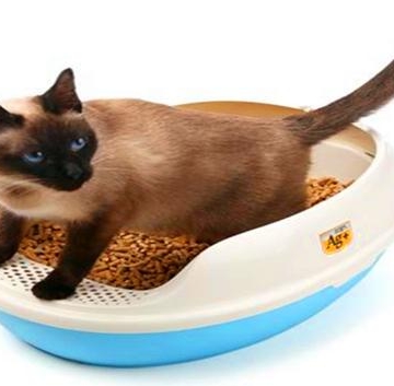 如何训练狗狗用猫砂