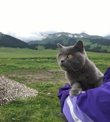 自驾带猫旅行注意什么东西