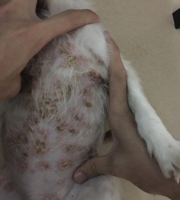 狗的了皮肤病不吃东西