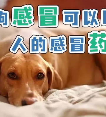 狗狗感冒了都不吃东西怎么办