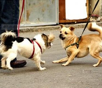 训练宠物犬召回