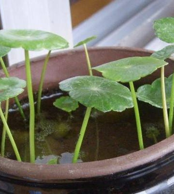 水培铜钱草注意事项