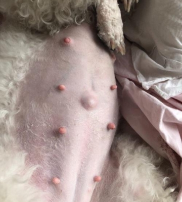 狗狗怀孕不怎么吃东西怎么办啊