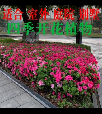 适合露天栽培的草本花