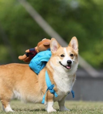 小柯基犬出门就捡东西吃怎么办