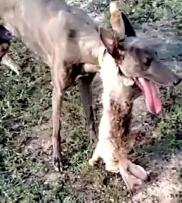 怎么训练狗射兔子