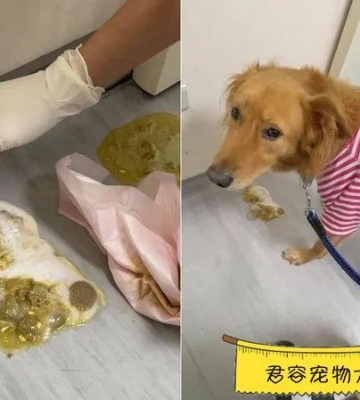 狗狗把吃的东西吐了出来怎么办啊