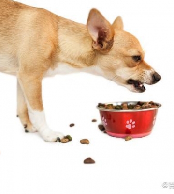 狗不吃东西吐什么原因
