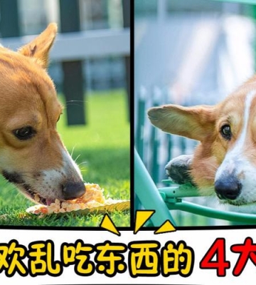 狗乱吃东西缺什么原因