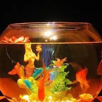 鱼缸养鱼用什么东西喂