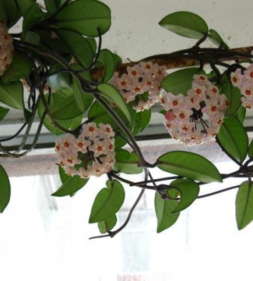 球兰花怎样栽培