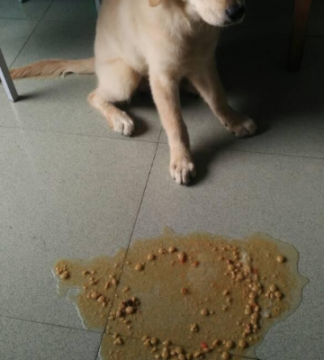 狗狗呕吐还不吃东西怎么办还吐
