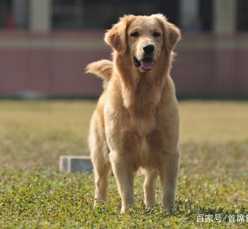 怎么训练金毛狗站起来