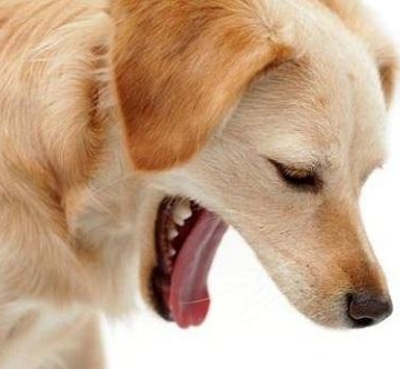 狗狗为什么吃完东西就会吐