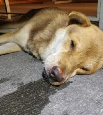 怎么训练土狗躺下