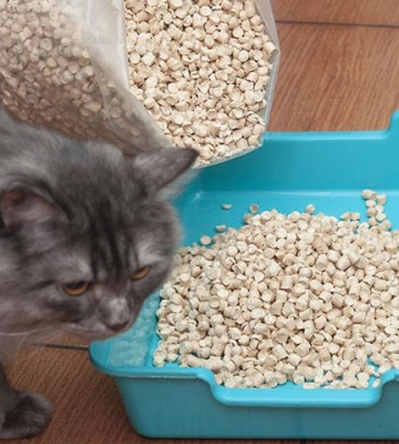 小猫怎么训练用猫砂