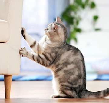 小猫爱抓东西怎么办