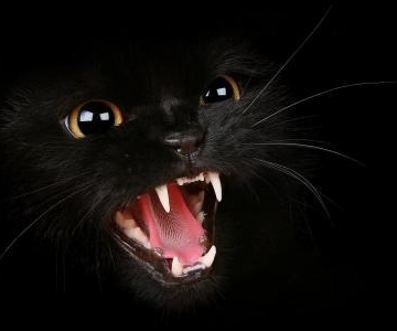 猫咪嘴巴是黑色的东西怎么办