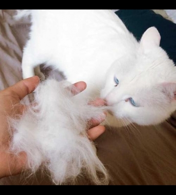 用猫自己的毛做东西是怎么回事