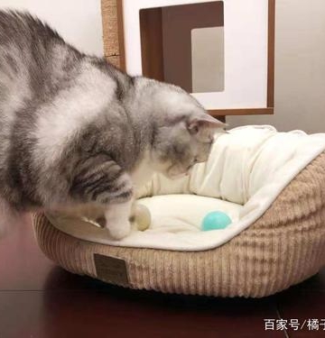如何训练折耳猫抓家具