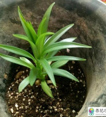 白合花适合如何栽培