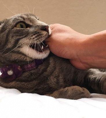 训练小猫不要叫