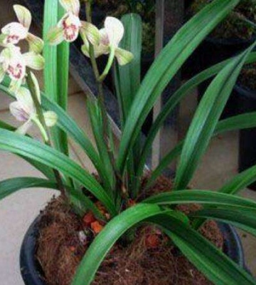 建兰种植方法