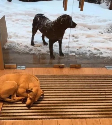 训练狗不在地毯拉撒