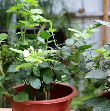 夏季茉莉的养殖方法