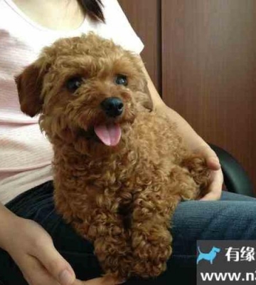 泰迪狗狗训练教程