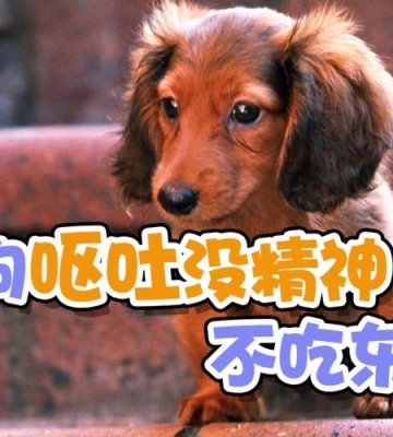 两个月狗狗吐了不吃东西