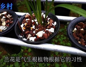 法国兰栽培方法