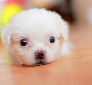 狗狗细小吃东西怎么办