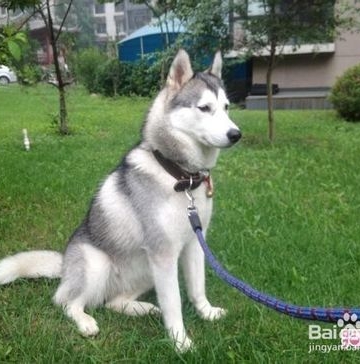 怎么训练哈士奇乖一点
