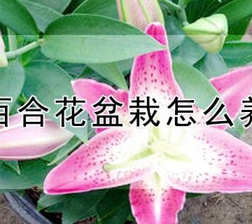 种植百合花的注意事项