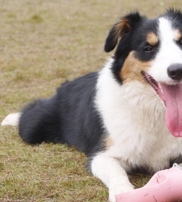 怎么训练边境牧羊犬接飞盘