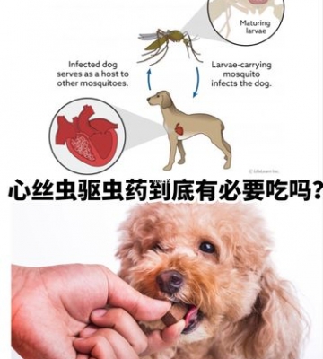 小狗吃驱虫药不吃东西怎么排虫子