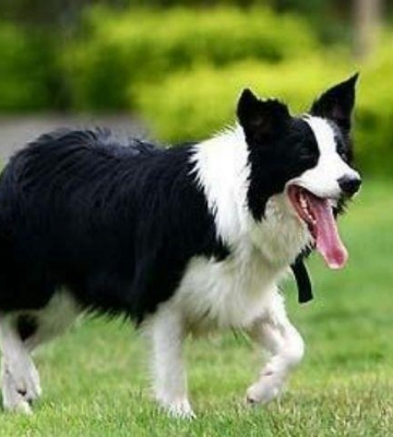 比牧犬怎么训练