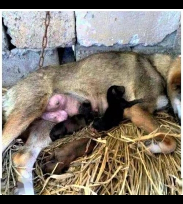 母狗生完三天不吃东西