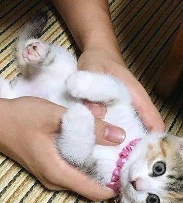 小猫几个月会抓东西怎么办