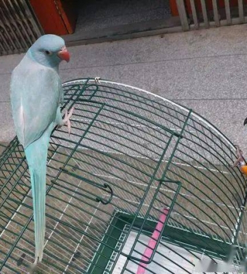 如何训练鸟上厕所