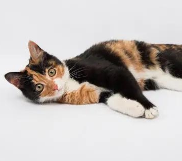 猫 不吃东西 快速消瘦