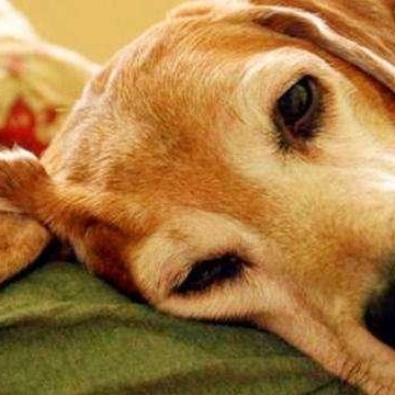 狗狗呼吸急促不吃东西