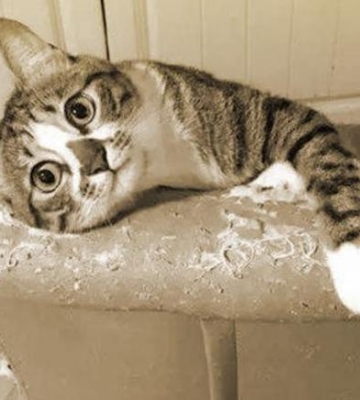 猫猫抓坏家里的东西什么原因