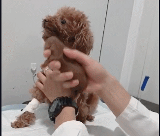 泰迪狗狗剖腹产后不吃东西怎么回事