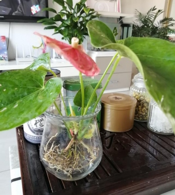 水培红掌养殖方法