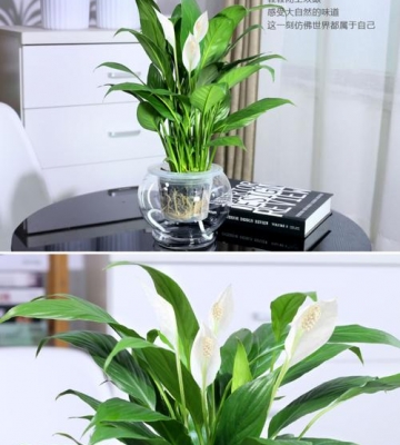 一帆风顺品种花草栽培与官理