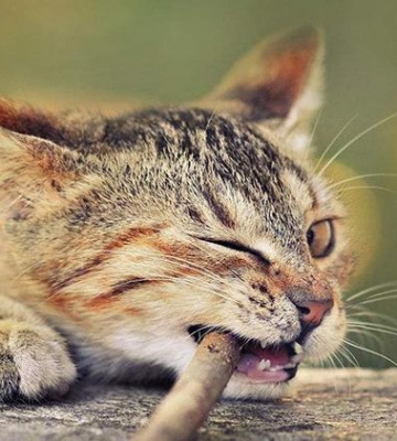 一个多月大的猫咪乱咬东西