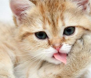 猫吐毛球不吃东西